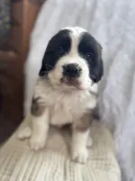 Oreo, a male Saint Bernard for sale in Ionia, IA – Photo 2 of 9