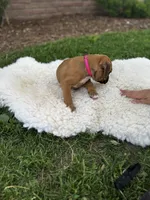 Cookie, a female Boxer for sale in Ionia, IA – 5 of 9