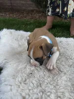 Buster, a male Boxer for sale in Ionia, IA – 6 of 8