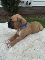 Brownie , a male Boxer for sale in Ionia, IA – 2 of 7