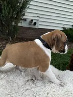 Oreo, a male Boxer for sale in Ionia, IA – 10 of 10