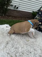 Buster, a male Boxer for sale in Ionia, IA – 7 of 8