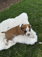 Oreo, a male Boxer for sale in Ionia, IA – 2 of 10