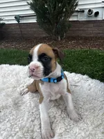 Buster, a male Boxer for sale in Ionia, IA – 1 of 8