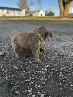 Greenish yellow ribbon , a female Golden Retriever for sale in Ionia, IA – 6 of 7
