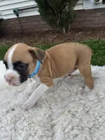 Buster, a male Boxer for sale in Ionia, IA – 5 of 8