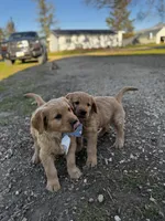 Greenish yellow ribbon , a female Golden Retriever for sale in Ionia, IA – 7 of 7