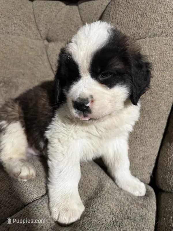 Jack – Saint Bernard puppy for sale in Ionia, IA