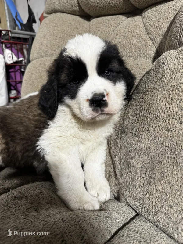 Jack – Saint Bernard puppy for sale in Ionia, IA