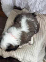 Jack, a male Saint Bernard for sale in Ionia, IA – Photo 2 of 6