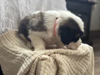 Jack, a male Saint Bernard for sale in Ionia, IA – Photo 5 of 6