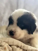 Jack, a male Saint Bernard for sale in Ionia, IA – Photo 1 of 6