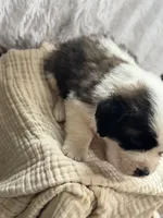 Jack, a male Saint Bernard for sale in Ionia, IA – Photo 6 of 6