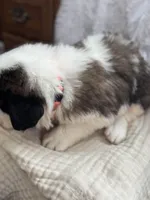 Jack, a male Saint Bernard for sale in Ionia, IA – Photo 3 of 6
