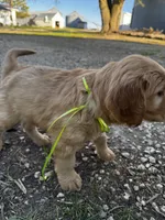 Greenish yellow ribbon , a female Golden Retriever for sale in Ionia, IA – 4 of 7