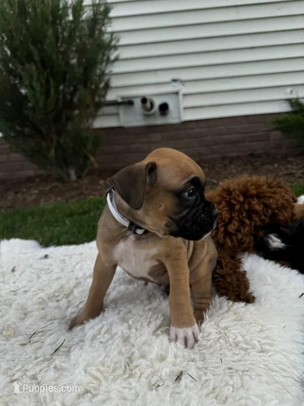 Rover – Boxer puppy for sale in Ionia, IA