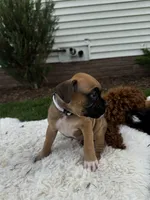 Rover, a male Boxer for sale in Ionia, IA – 7 of 10