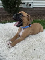 Brownie , a male Boxer for sale in Ionia, IA – 3 of 7