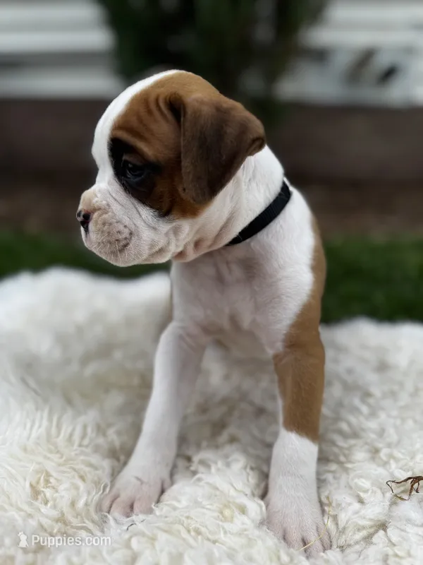 Oreo – Boxer puppy for sale in Ionia, IA