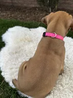 Cookie, a female Boxer for sale in Ionia, IA – 7 of 9