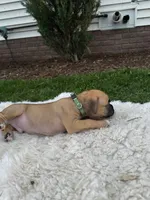 Fudge , a male Boxer for sale in Ionia, IA – 7 of 8