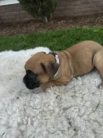 Rover, a male Boxer for sale in Ionia, IA – 9 of 10