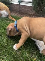 Brownie , a male Boxer for sale in Ionia, IA – 6 of 7