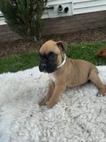 Rover, a male Boxer for sale in Ionia, IA – 6 of 10
