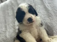 Bear, a male Saint Bernard for sale in Ionia, IA – Photo 2 of 10