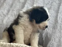 Bear, a male Saint Bernard for sale in Ionia, IA – Photo 6 of 10