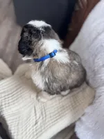 Bear, a male Saint Bernard for sale in Ionia, IA – Photo 9 of 10