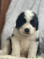 Bear, a male Saint Bernard for sale in Ionia, IA – Photo 3 of 10