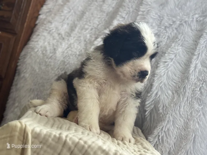 Bear – Saint Bernard puppy for sale in Ionia, IA