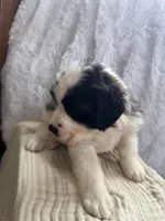 Bear, a male Saint Bernard for sale in Ionia, IA – Photo 10 of 10
