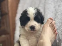 Bear, a male Saint Bernard for sale in Ionia, IA – Photo 4 of 10
