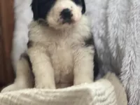 Bear, a male Saint Bernard for sale in Ionia, IA – Photo 5 of 10