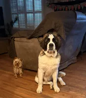 Kitty, a female Saint Bernard for sale in Point Pleasant, NJ – Photo 2 of 2