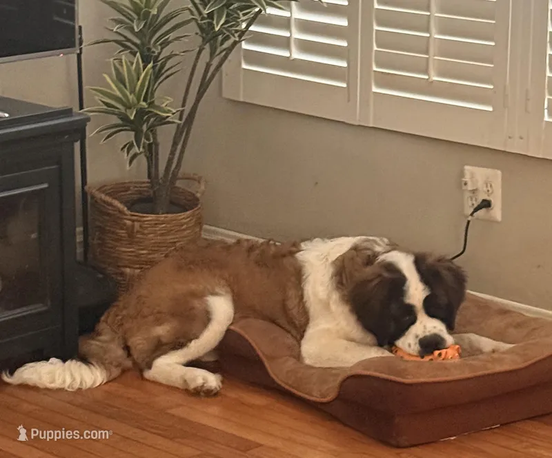 Kitty – Saint Bernard puppy for sale in Point Pleasant, NJ