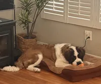 Kitty, a female Saint Bernard for sale in Point Pleasant, NJ – Photo 1 of 2