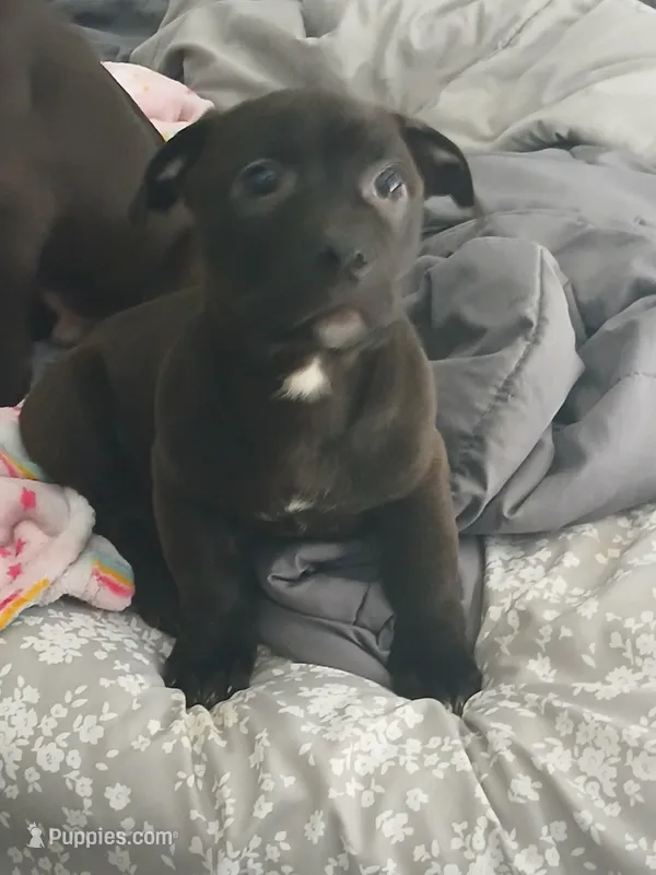 Max – Staffordshire Bull Terrier puppy for sale in Blackwood, NJ