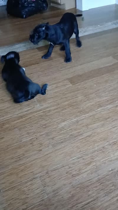 Missy , a female American Staffordshire Terrier for sale in Blackwood, NJ – 3 of 3