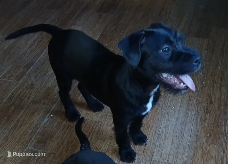 Missy  – American Staffordshire Terrier puppy for sale in Blackwood, NJ