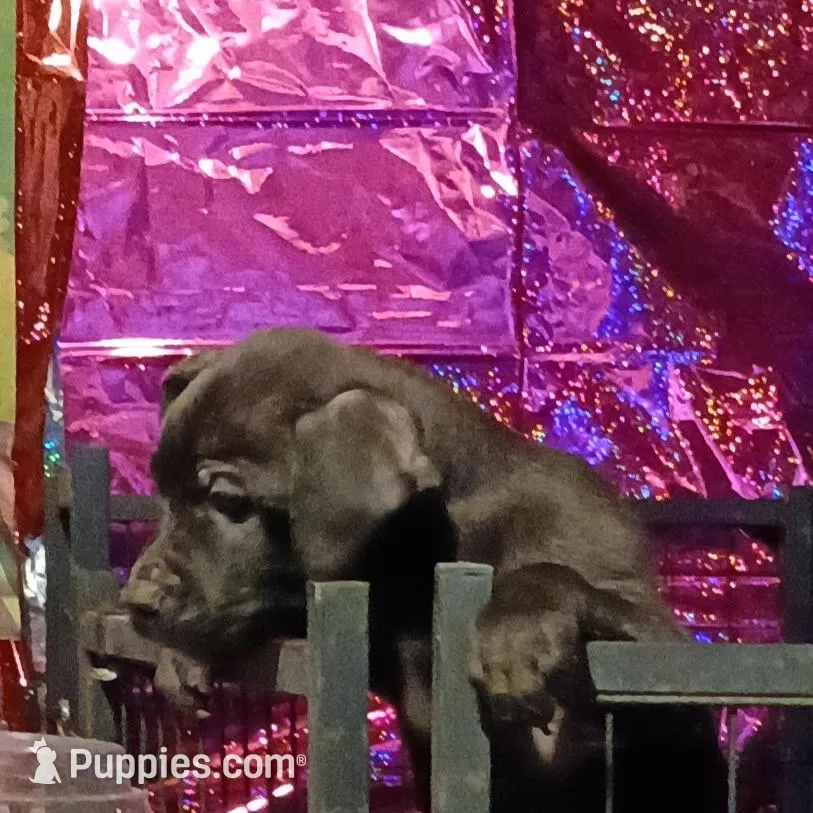 Diamond , a female American Staffordshire Terrier for sale in Blackwood, NJ – Photo 2 of 2