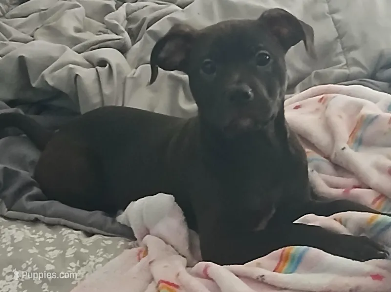 Diamond  – American Staffordshire Terrier puppy for sale in Blackwood, NJ