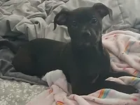 Diamond , a female Staffordshire Bull Terrier for sale in Blackwood, NJ – Photo 1 of 2