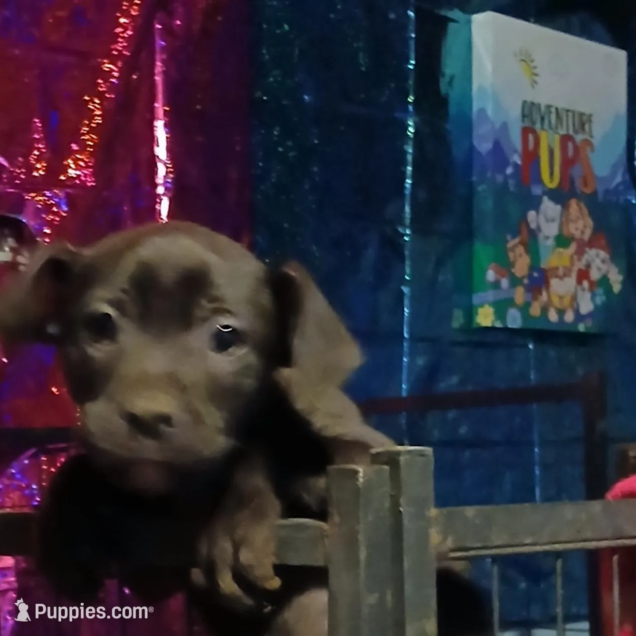 Diamond  – American Staffordshire Terrier puppy for sale in Blackwood, NJ