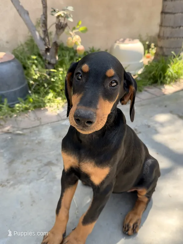 Nova  – Doberman Pinscher puppy for sale in Bloomington, CA