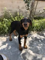 Nova , a female Doberman Pinscher for sale in Bloomington, CA – 2 of 2