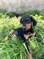 Rocket, a male Doberman Pinscher for sale in Bloomington, CA – 2 of 2