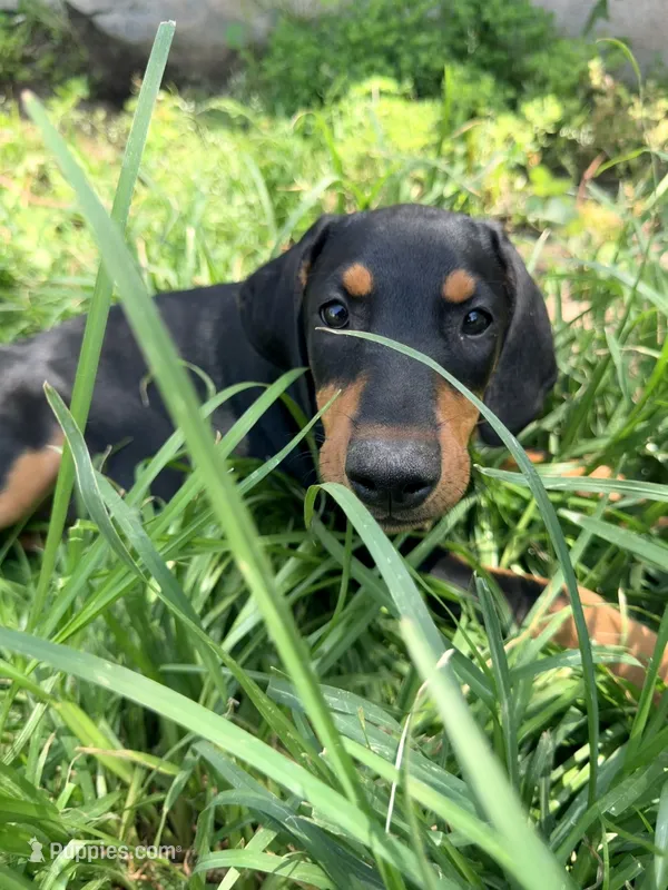 Rocket – Doberman Pinscher puppy for sale in Bloomington, CA